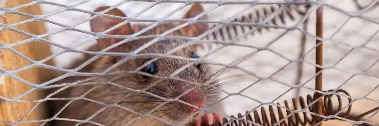 Smart Mouse Trap